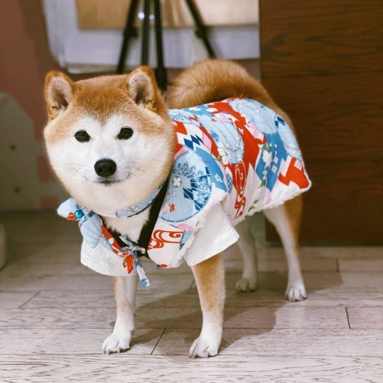 柴犬和式毛絨背心