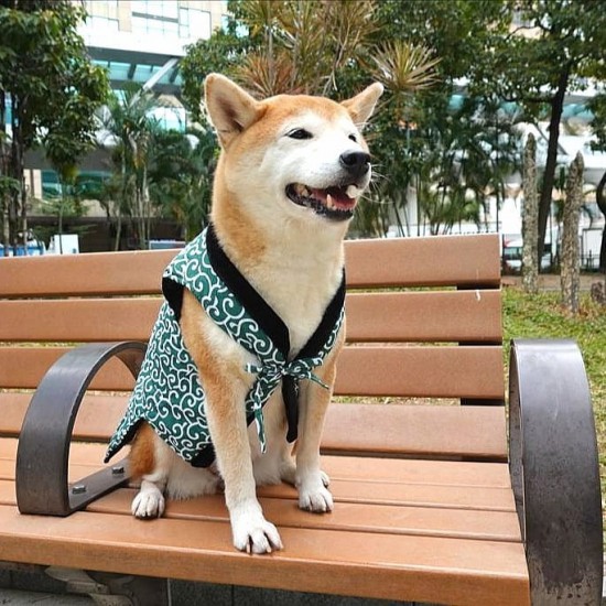 柴犬和式毛絨背心