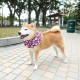 柴犬毛絨頸巾