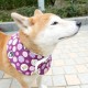 柴犬毛絨頸巾